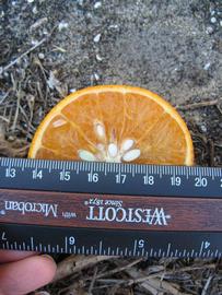              Fruit cross-section (Winter Haven, FL)       