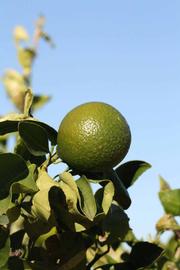              Immature fruit (Riverside, CA)       