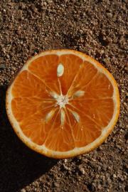              Fruit cross-section (Riverside, CA)       