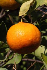              Fruit (Dancy Frost Nucellar, Riverside, CA)       