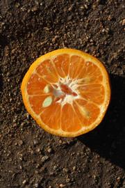                Fruit cross-section (Dancy Frost Nucellar,   Riverside, CA)       