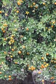              Habit (Dancy Frost Nucellar, Riverside, CA)   