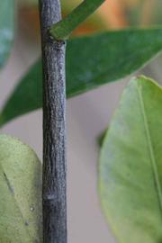              Second - third year twig (Dancy Frost Nucellar, Riverside,   CA)       