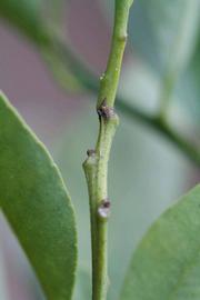                First year twig (Dancy Frost Nucellar, Riverside,   CA)       