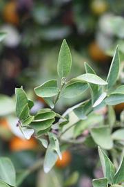              Sun leaves (Dancy Frost Nucellar, Riverside,   CA)   