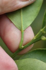              Petiole (Dancy Frost Nucellar, Riverside, CA)       