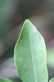                Margin (Dancy Frost Nucellar, Riverside,   CA)       