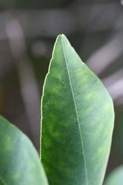                Margin (Dancy Frost Nucellar, Riverside,   CA)       