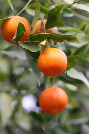                Fruit (Dancy Frost Nucellar, Riverside,   CA)       