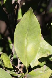              Unifoliolate leaf (Dancy Frost Nucellar, Riverside, CA)       
