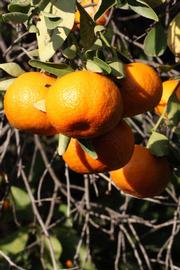              Fruit (Riverside, CA)       