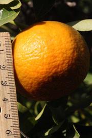              Fruit (Riverside, CA)       