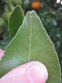              Margin (Winter Haven, FL)       