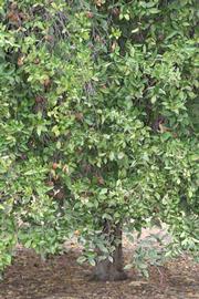            Habit (Riverside, CA)   