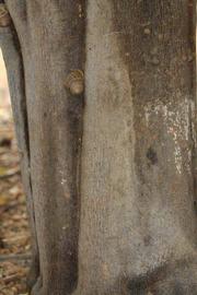            Bark (Riverside, CA)   