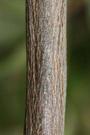              Second - third year twig (Riverside, CA)       