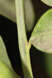            First year twig (Riverside, CA)   