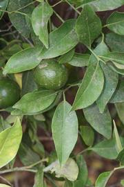              Shade leaves (Riverside, CA)       
