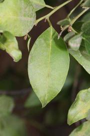              Unifoliolate leaf (Riverside, CA)       