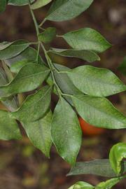              Shade leaves (Riverside, CA)       