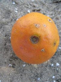              Fruit (Winter Haven, FL)       