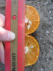              Fruit cross-section (Winter Haven, FL)       