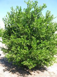            Habit (Winter Haven, FL)   