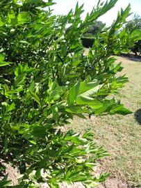              Sun leaves (Winter Haven, FL)       