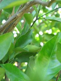              Shade leaves (Winter Haven, FL)       