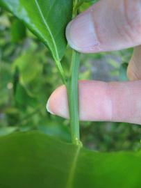            First year twig (Winter Haven, FL)   