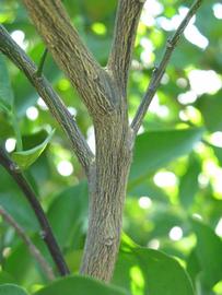              Second - third year twig (Winter Haven, FL)       