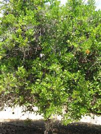            Habit (Dancy Weshart, Riverside, CA)   