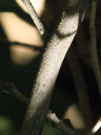                Second - third year twig (Dancy   Weshart, Riverside, CA)       