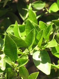                Sun leaves (Dancy Weshart,   Riverside, CA)       