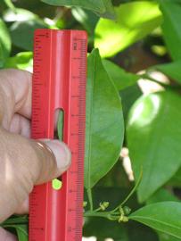                Unifoliolate leaf (Dancy Weshart, Riverside,   CA)       