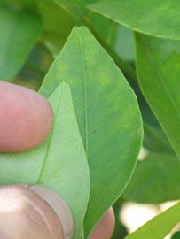                Margin (Dancy Weshart, Riverside, CA)       