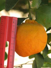                Fruit (Dancy Weshart, Riverside,   CA)       