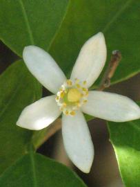                Flower (Dancy Weshart, Riverside, CA)       