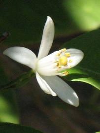               Flower (Dancy Weshart, Riverside, CA)       
