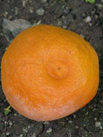              Fruit (Dancy Weshart, Riverside, CA)       