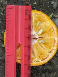               Fruit cross-section (Dancy Weshart, Riverside,   CA)       