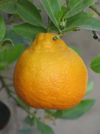               Fruit (Dancy Weshart, Riverside, CA)       