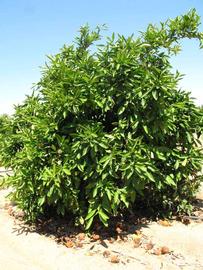            Habit (Riverside, CA)   