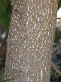            Bark (Riverside, CA)   