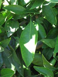              Unifoliolate leaf (Riverside, CA)       