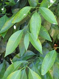              Shade leaves (Riverside, CA)       