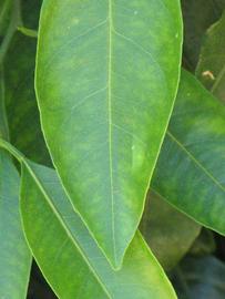              Margin (Riverside, CA)       