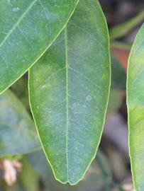              Margin (Riverside, CA)       