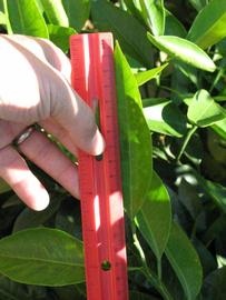              Unifoliolate leaf (Riverside, CA)       