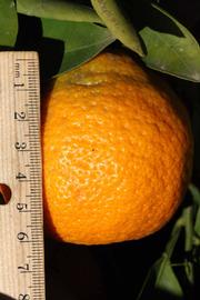              Fruit (Riverside, CA)       